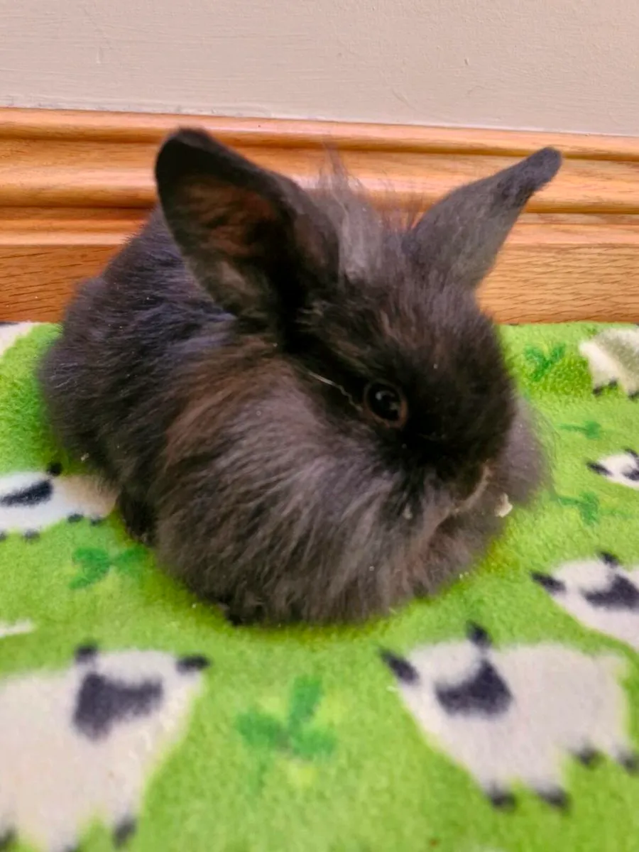 Purebred Lionhead - Image 4