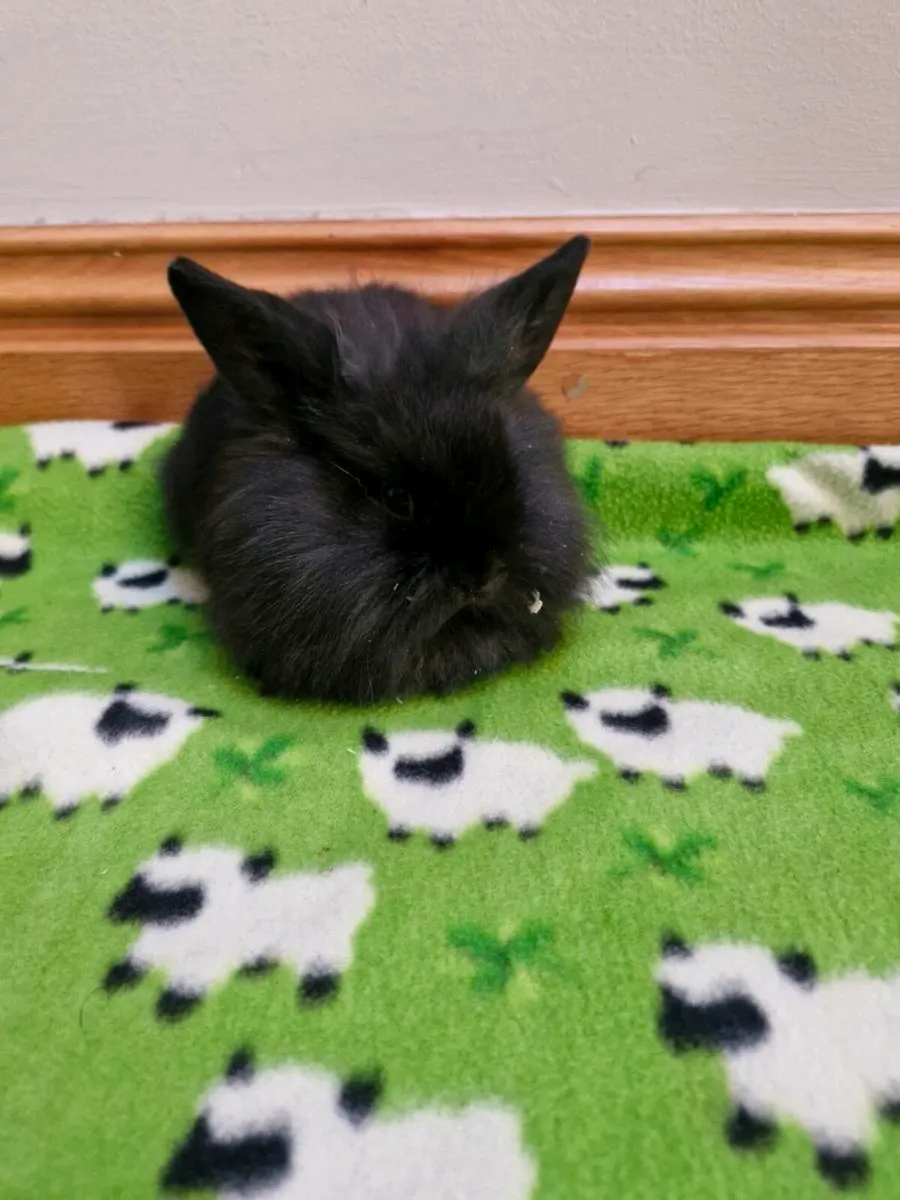 Purebred Lionhead - Image 3