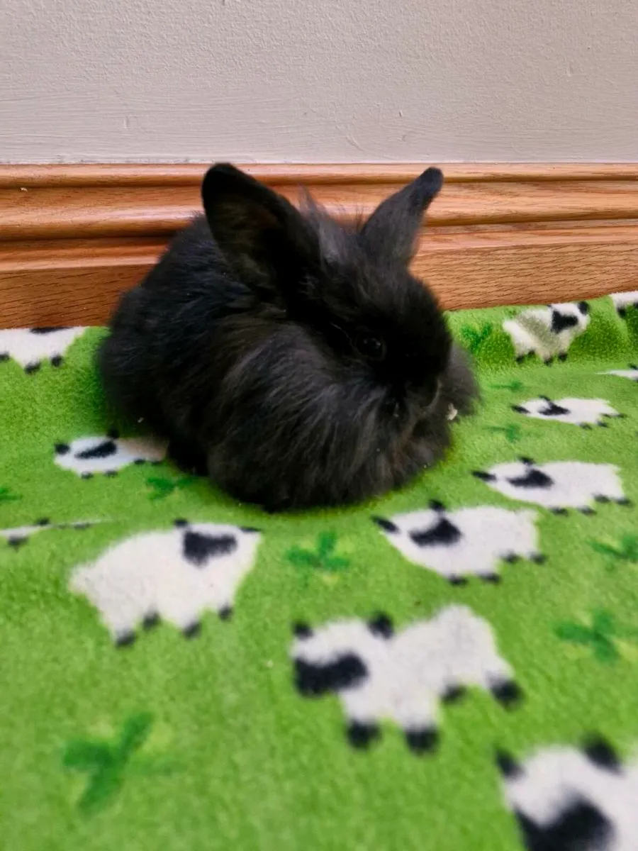 Purebred Lionhead - Image 1