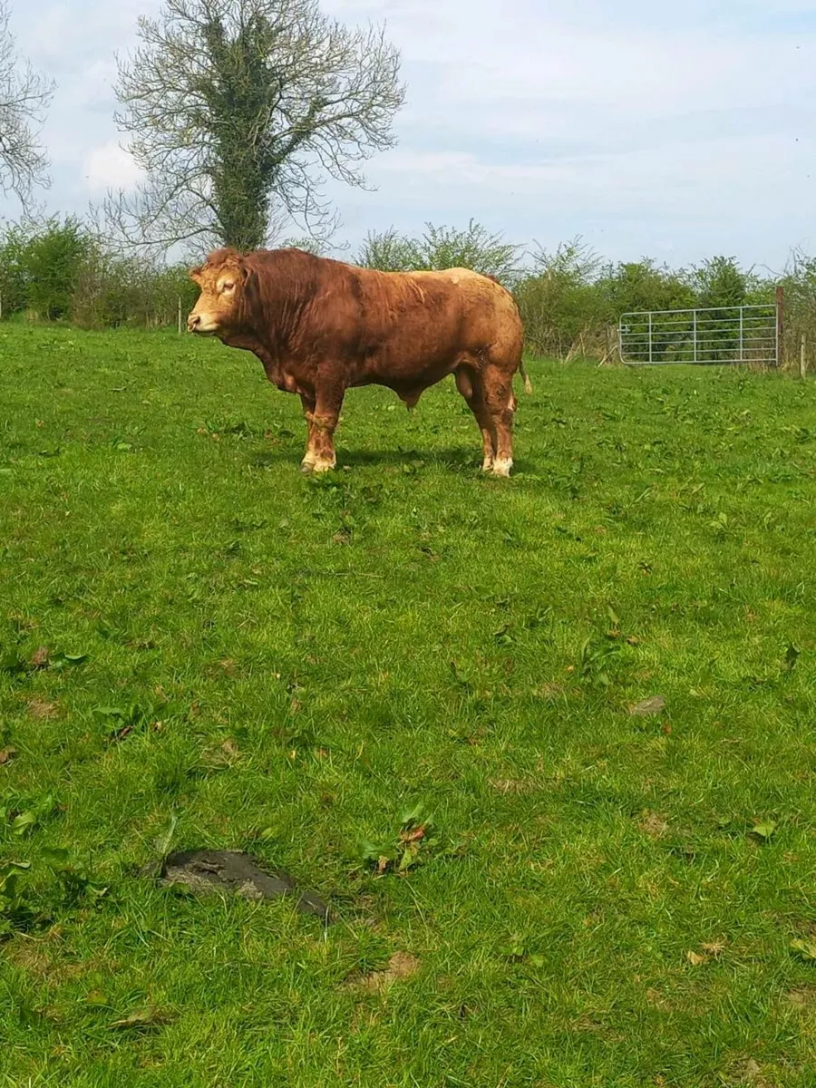 5 STAR PBR LIMOUSIN BULLS - Image 2