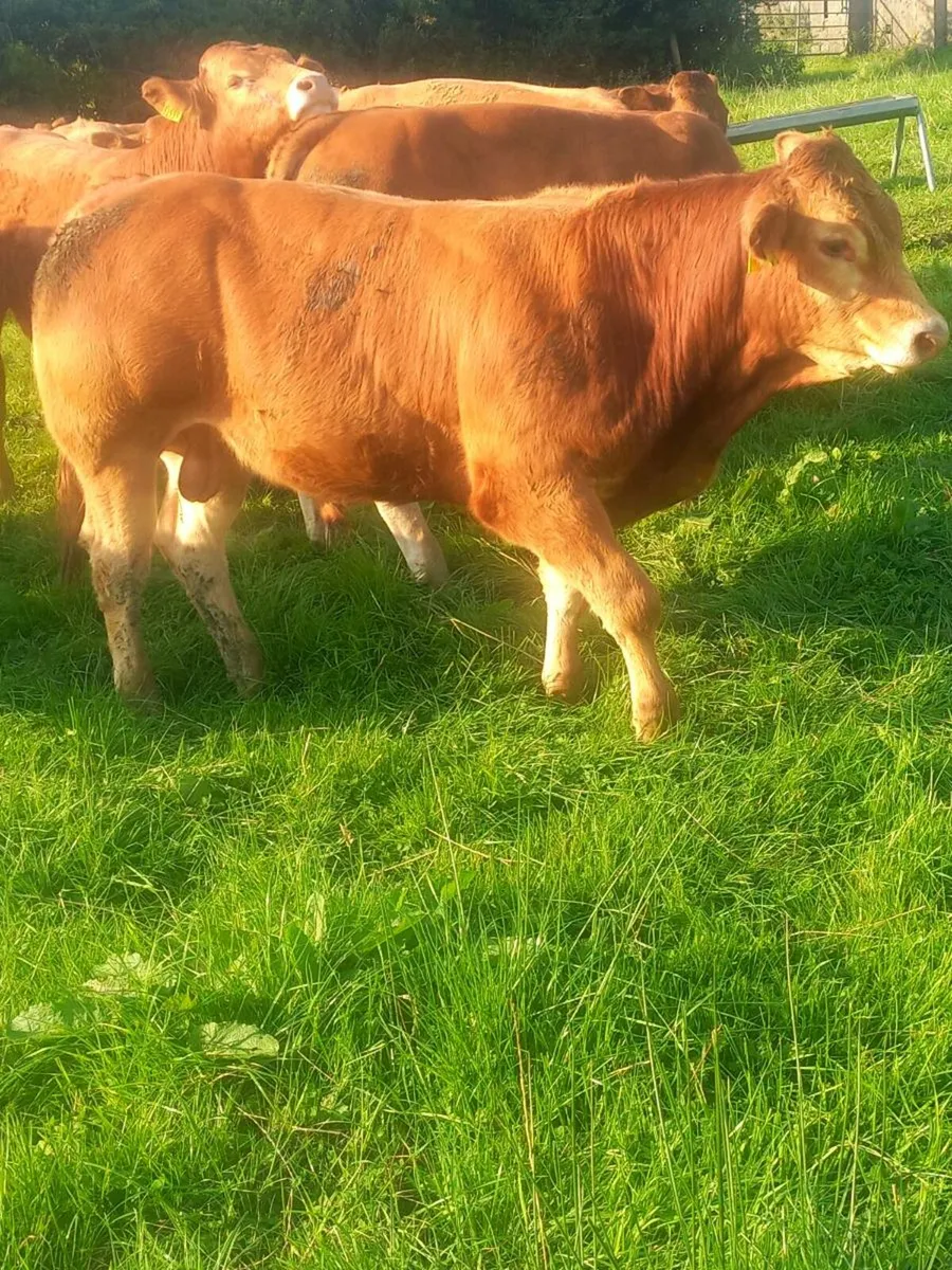 5 STAR PBR LIMOUSIN BULLS - Image 4