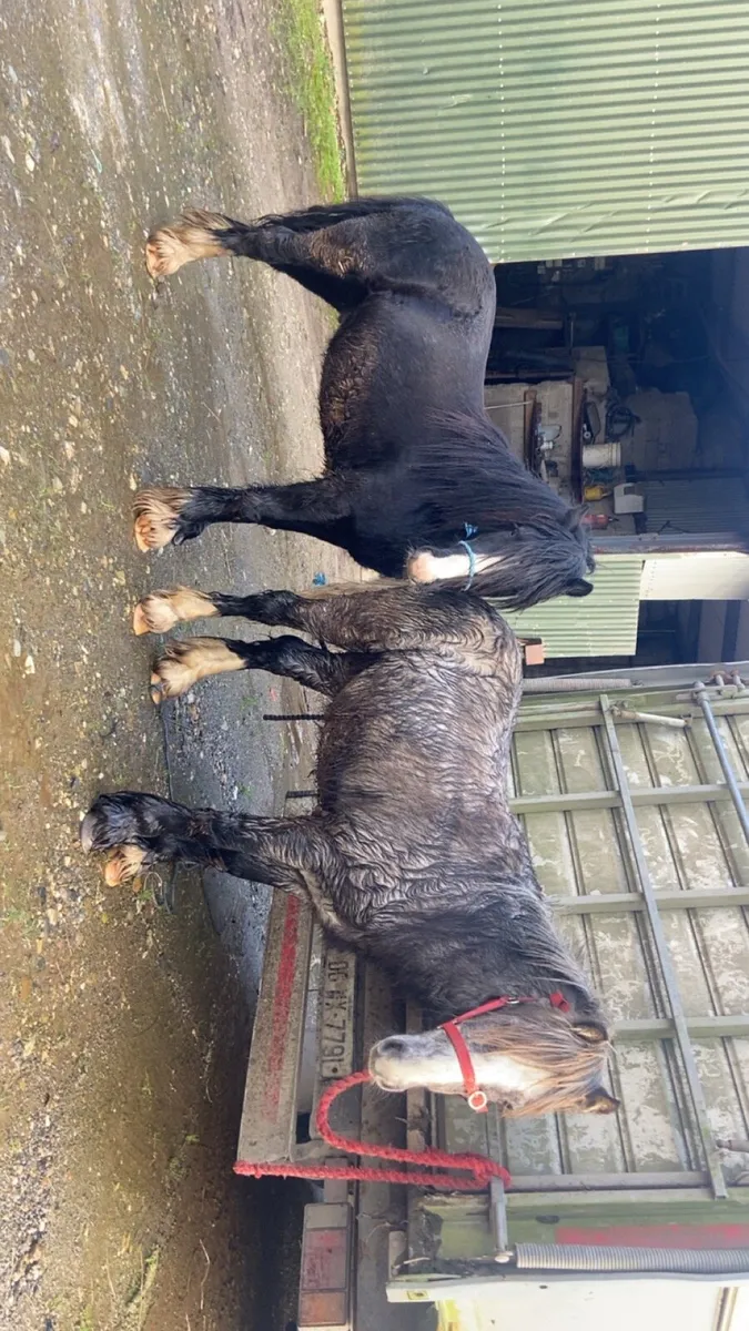 3 year old colts - Image 1