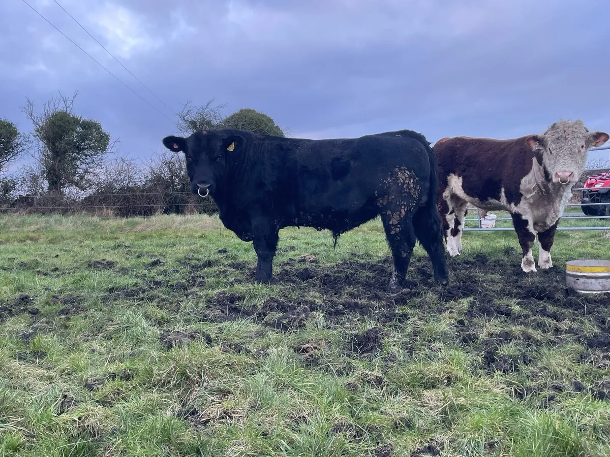 PBR Angus & Hereford bulls - Image 1