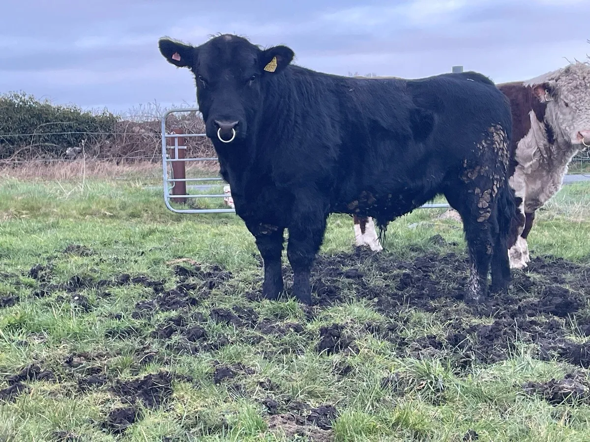 PBR Angus & Hereford bulls - Image 2