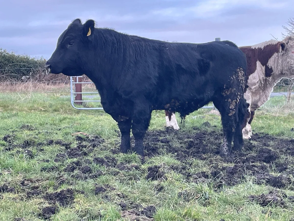 PBR Angus & Hereford bulls - Image 3