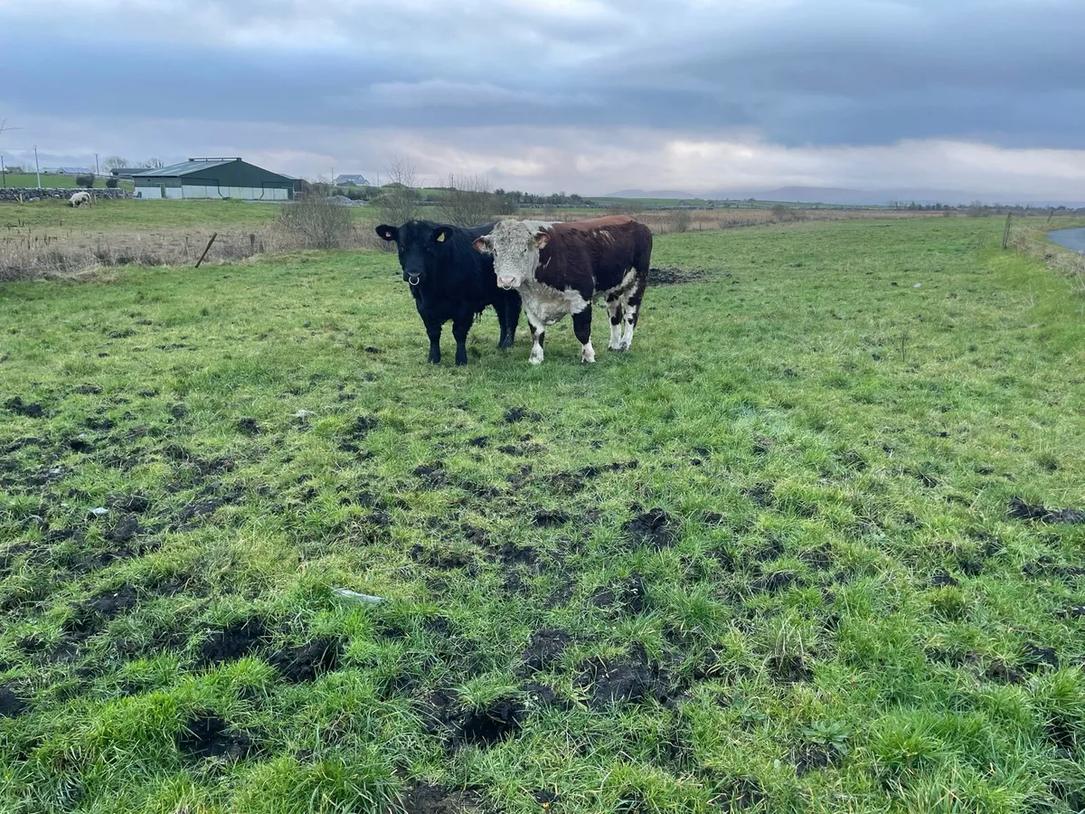 PBR Angus & Hereford bulls - Image 4