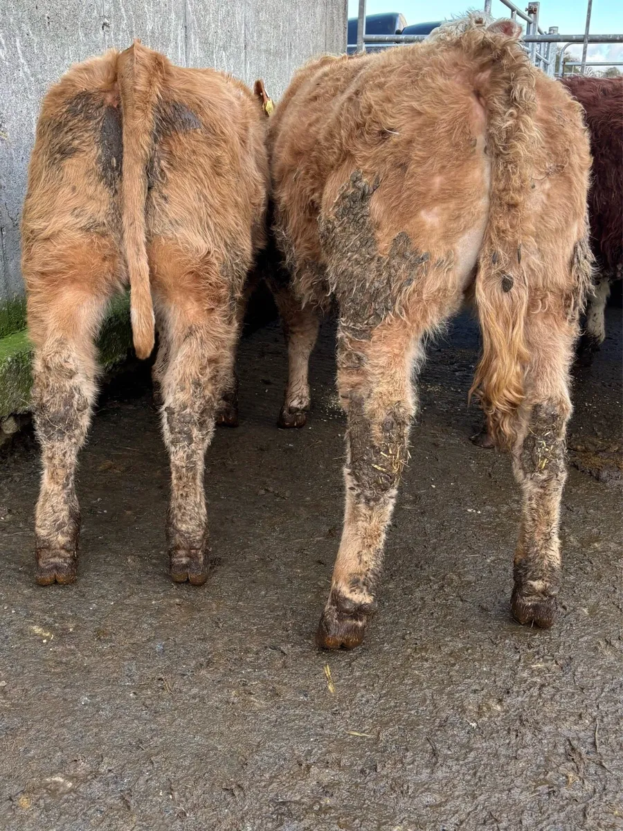 10 lovely heifers for sale - Image 2