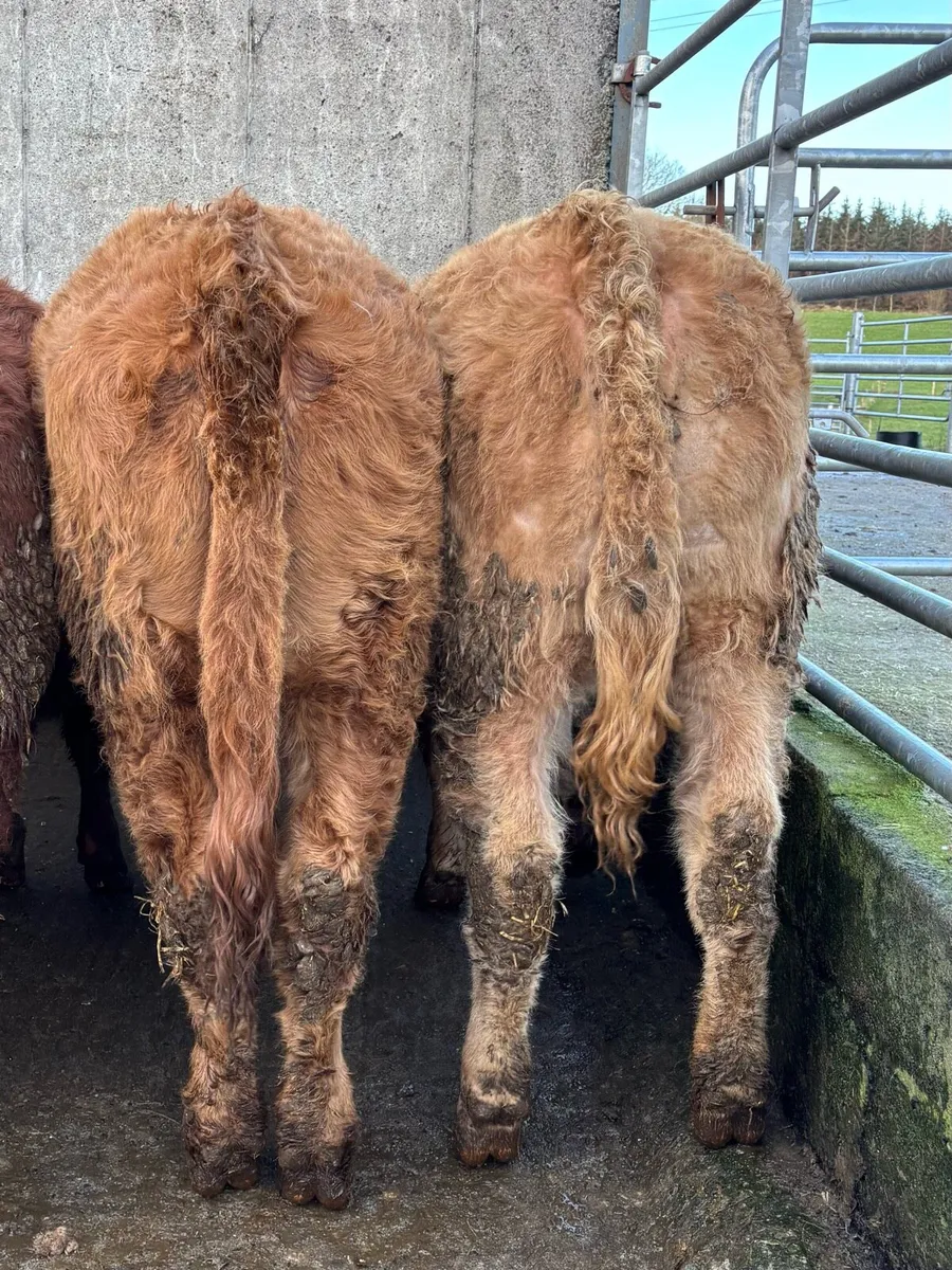 10 lovely heifers for sale - Image 3