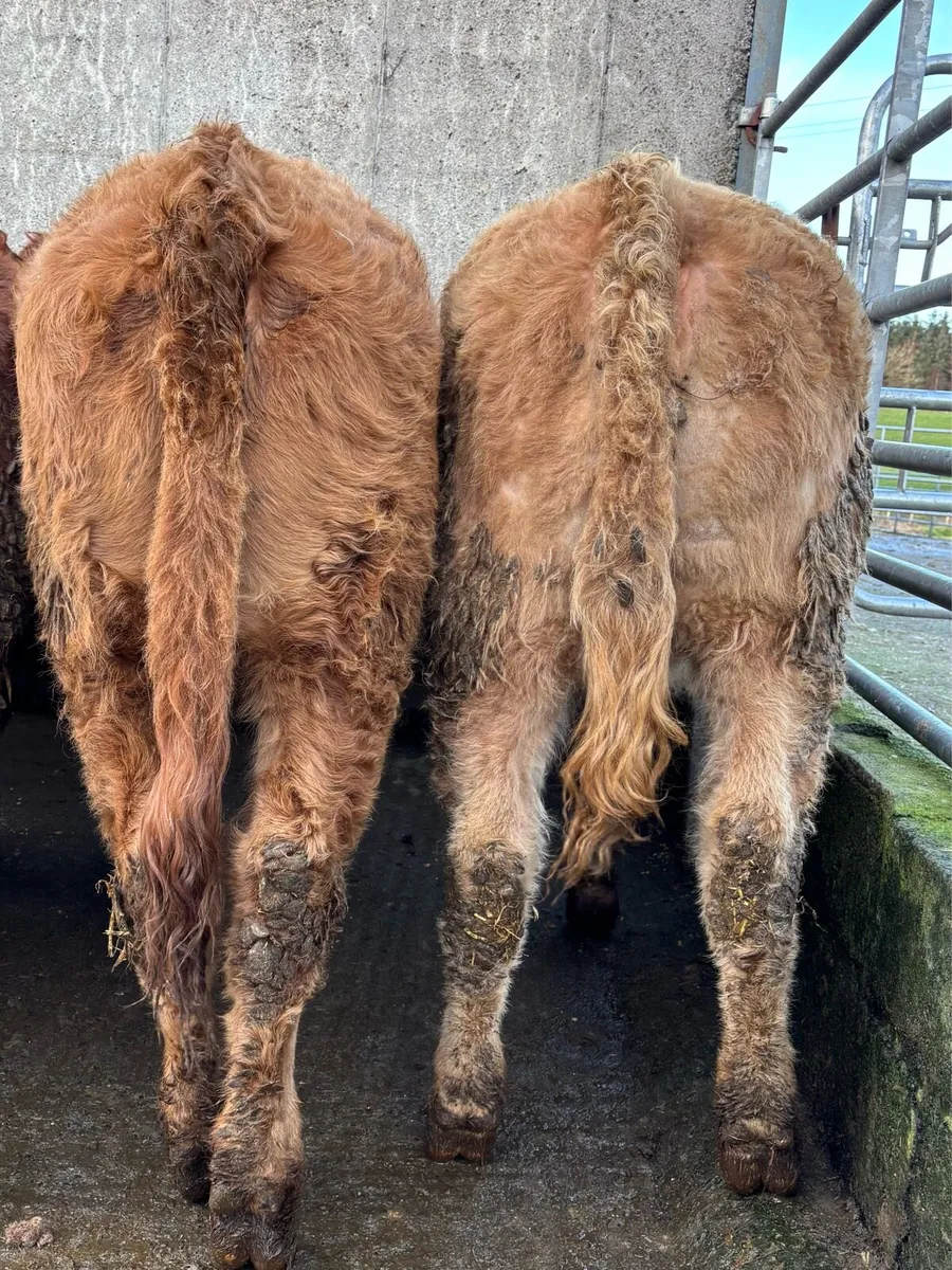 10 lovely heifers for sale - Image 4