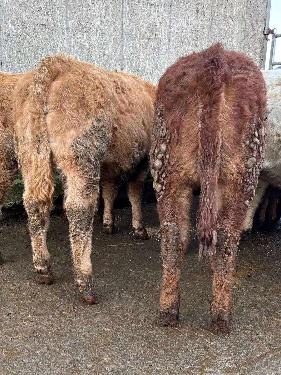 15 lovely heifers for sale - Image 2