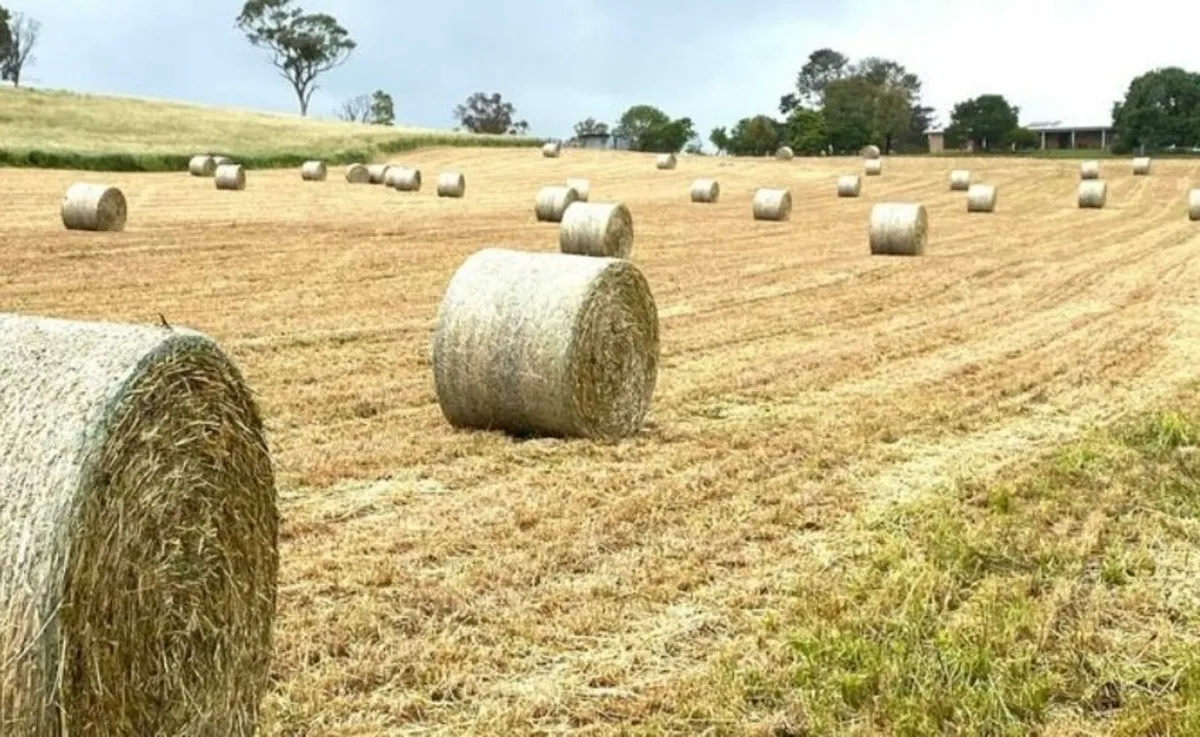 Silage & Hay - Image 2