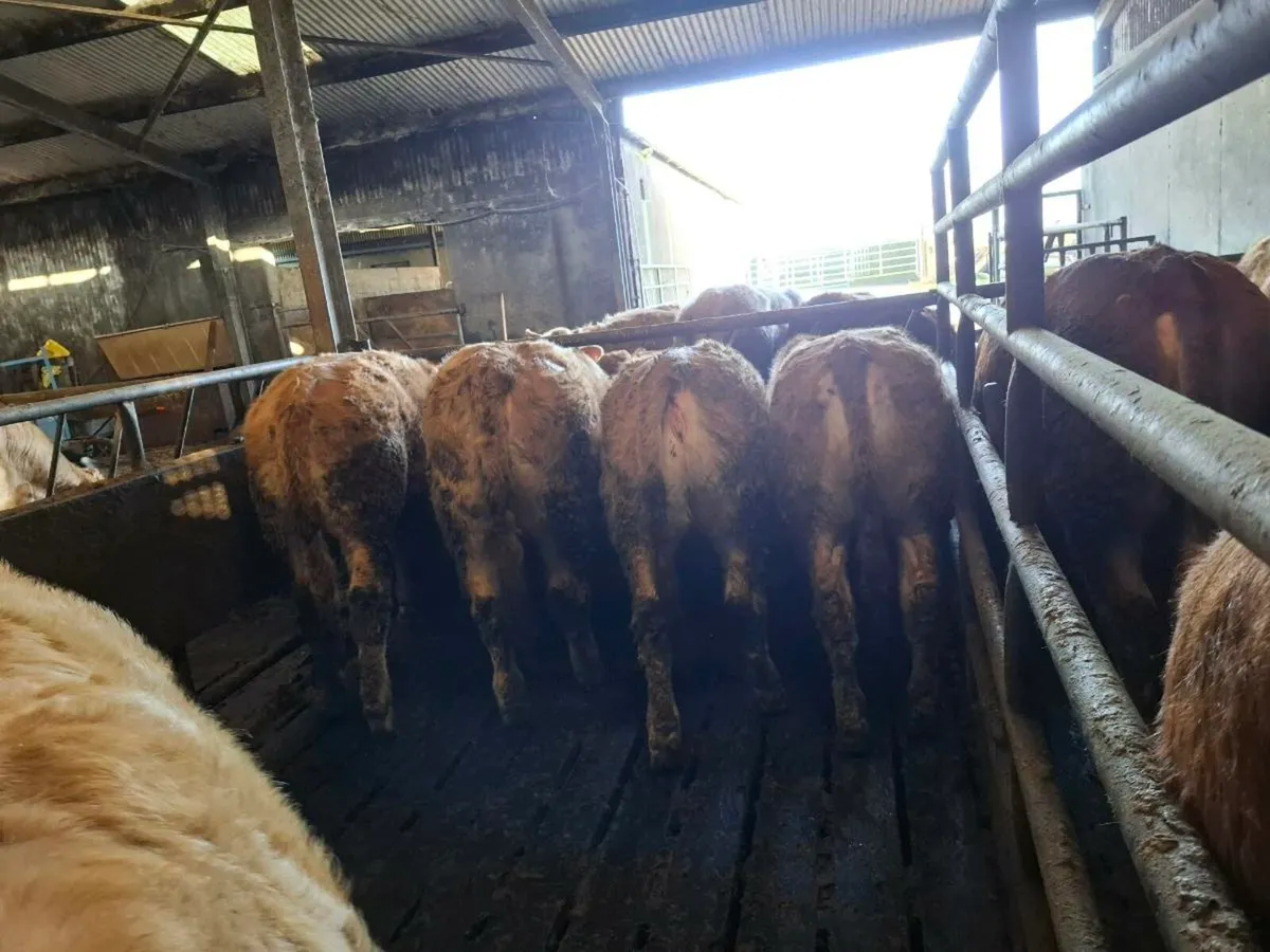 Super weanling hefirs - Image 1