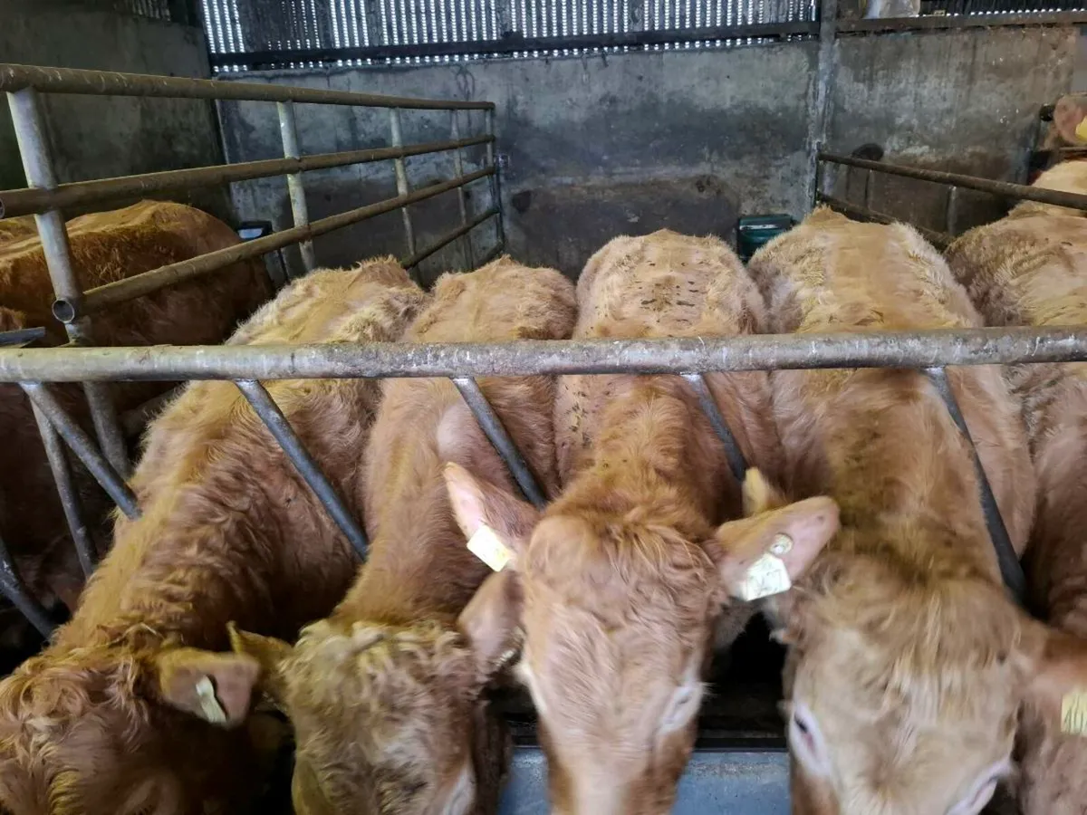 Super weanling hefirs - Image 2