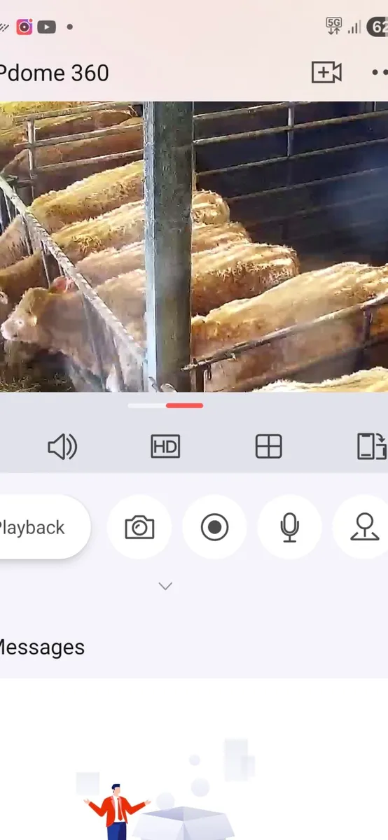 Super weanling hefirs - Image 3