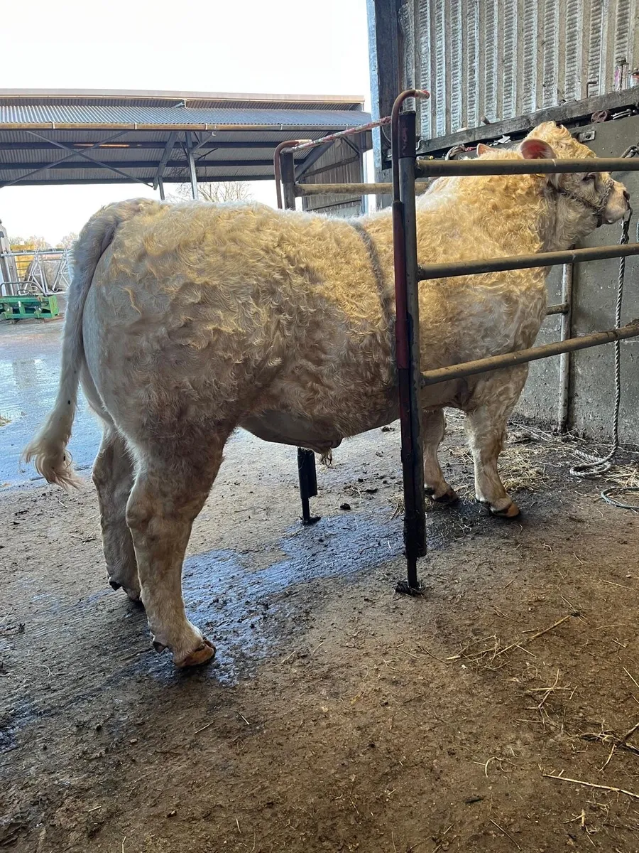 Charolais Bull - Image 2