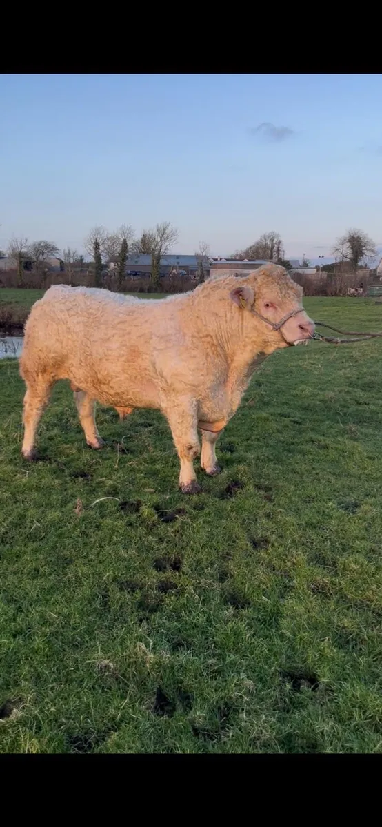 Charolais Bull - Image 1
