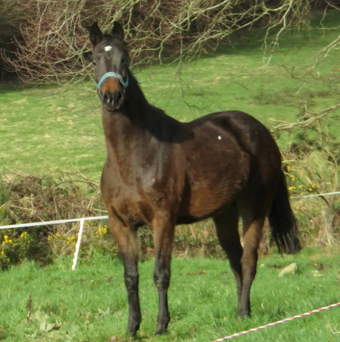 Equine - Image 1