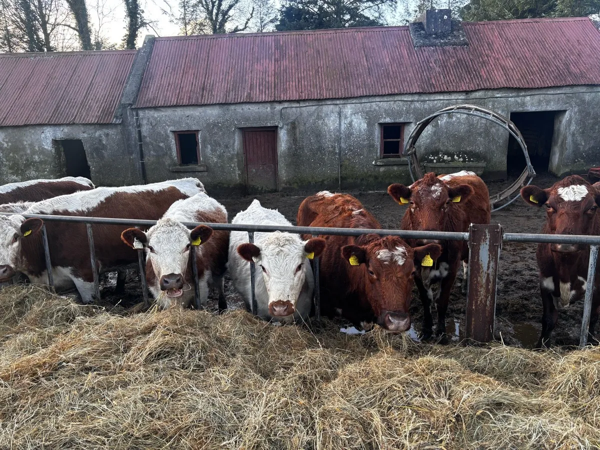 3x PBR Irish Moiled Cows in Calf - Image 1