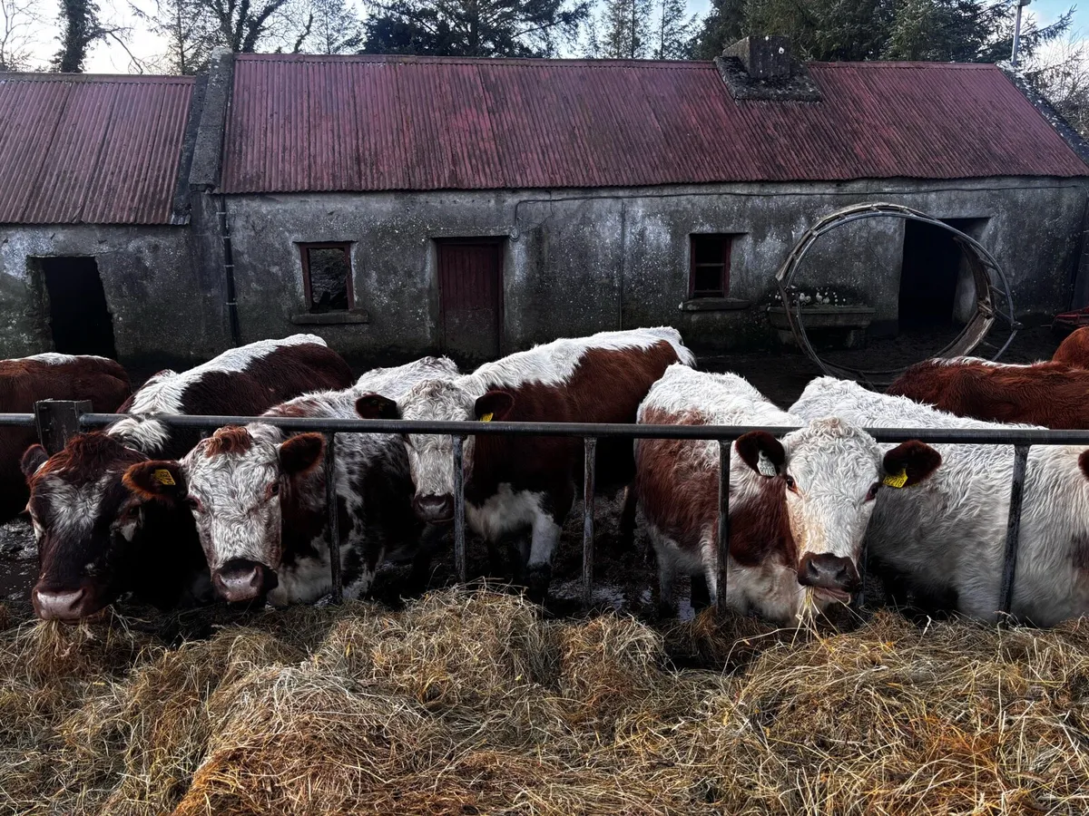 3x PBR Irish Moiled Cows in Calf - Image 2