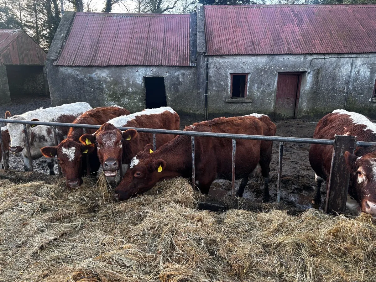 3x PBR Irish Moiled Cows in Calf - Image 3