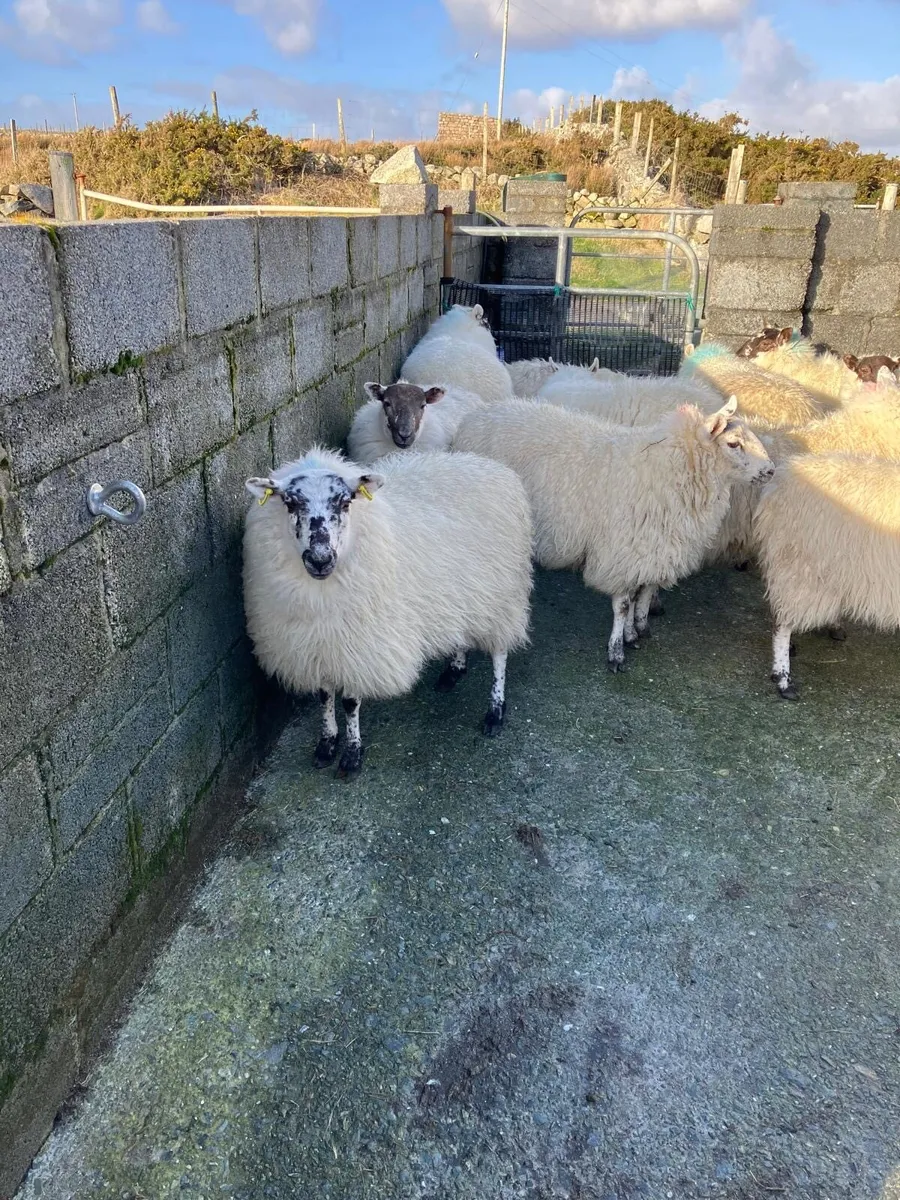 Cheviot cross ewe Hoggets - Image 2