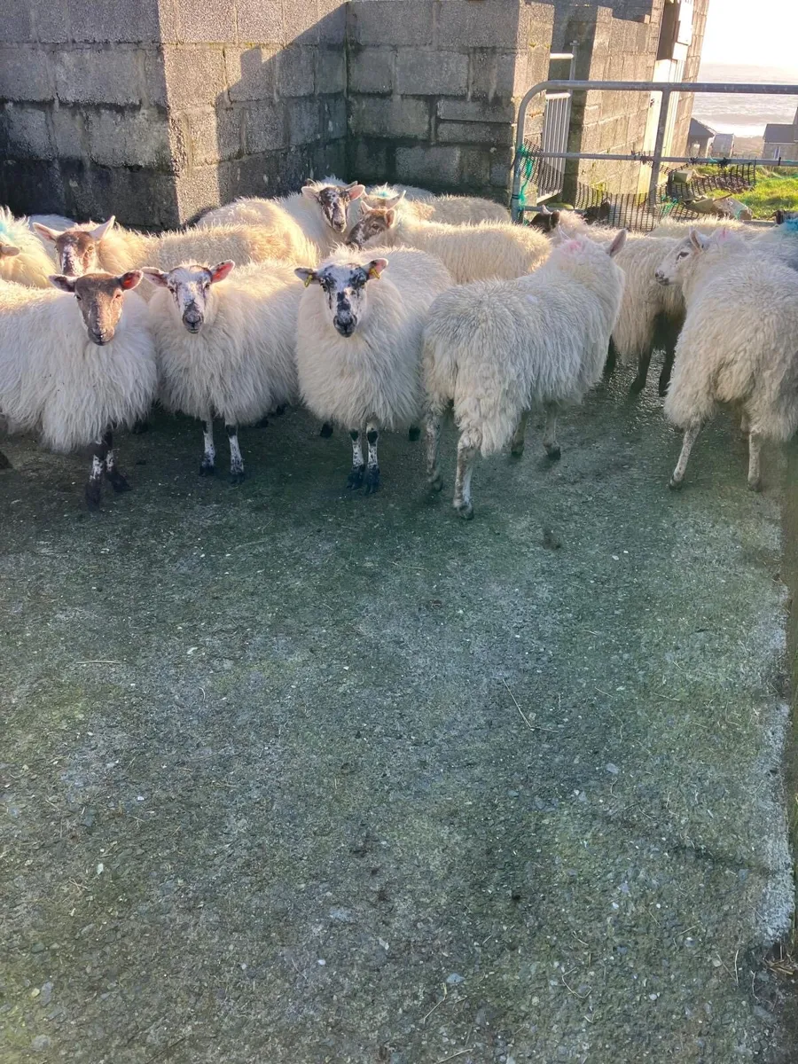 Cheviot cross ewe Hoggets - Image 3