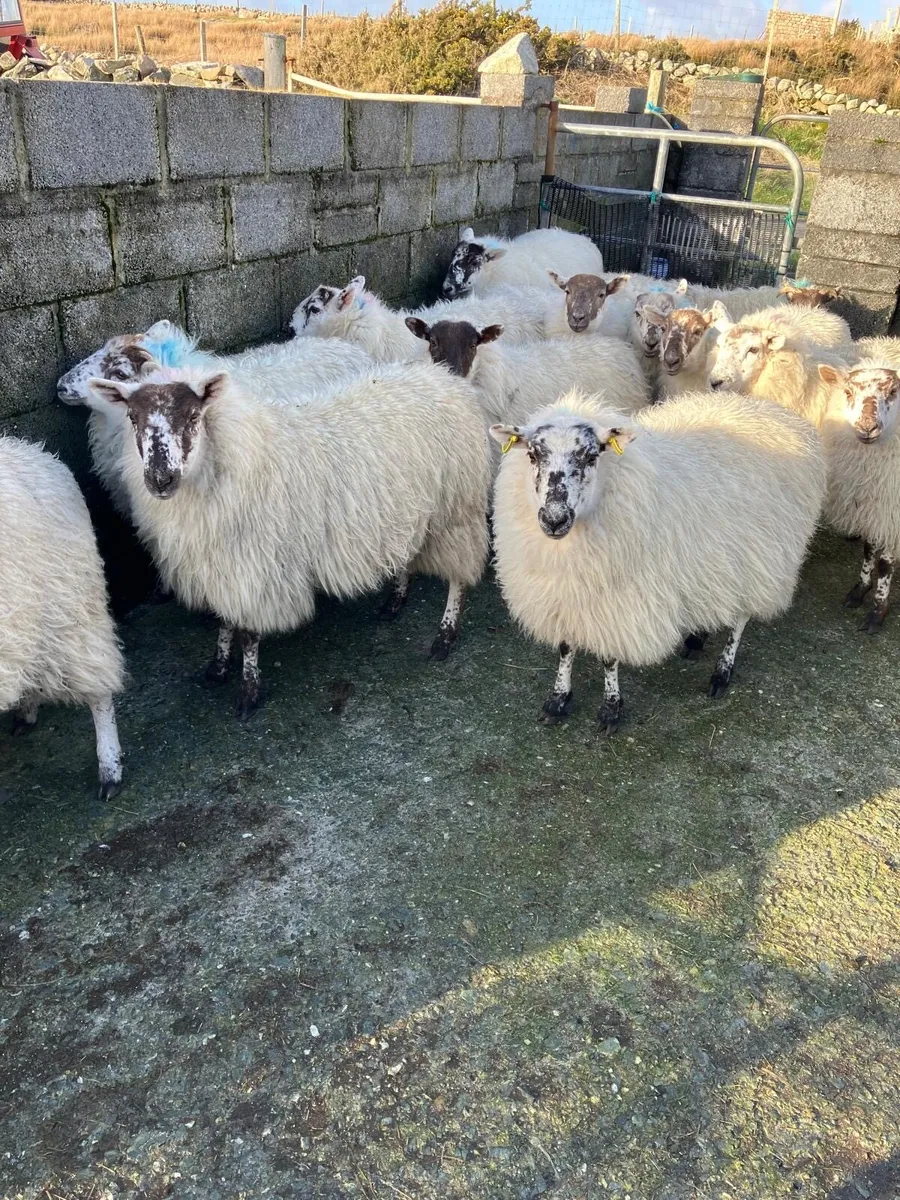Cheviot cross ewe Hoggets - Image 1