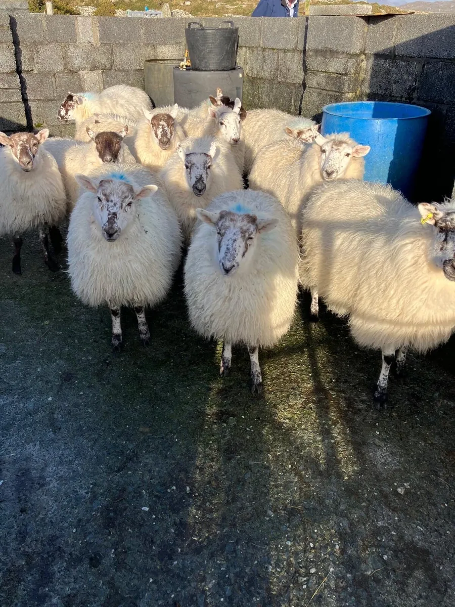 Cheviot cross ewe Hoggets - Image 4