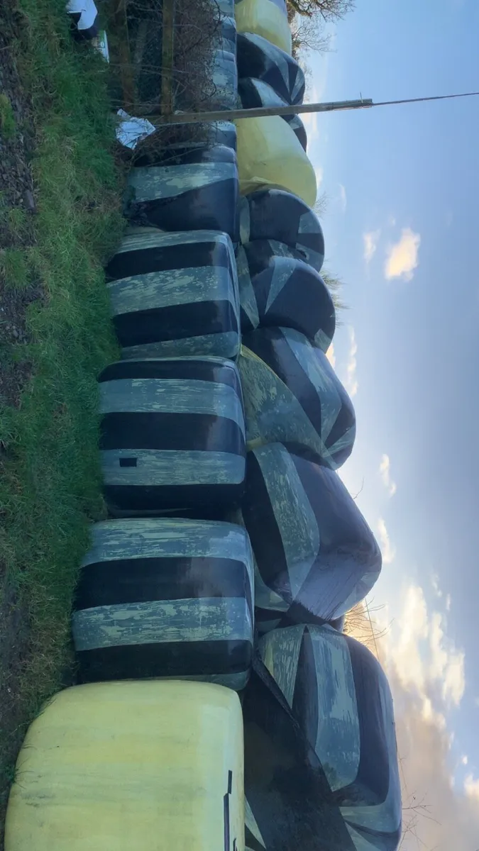 First cut silage