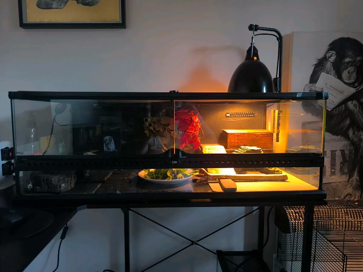 Bearded dragon + Exo Terra Tank - Image 1