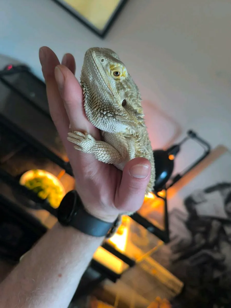 Bearded dragon + Exo Terra Tank - Image 2