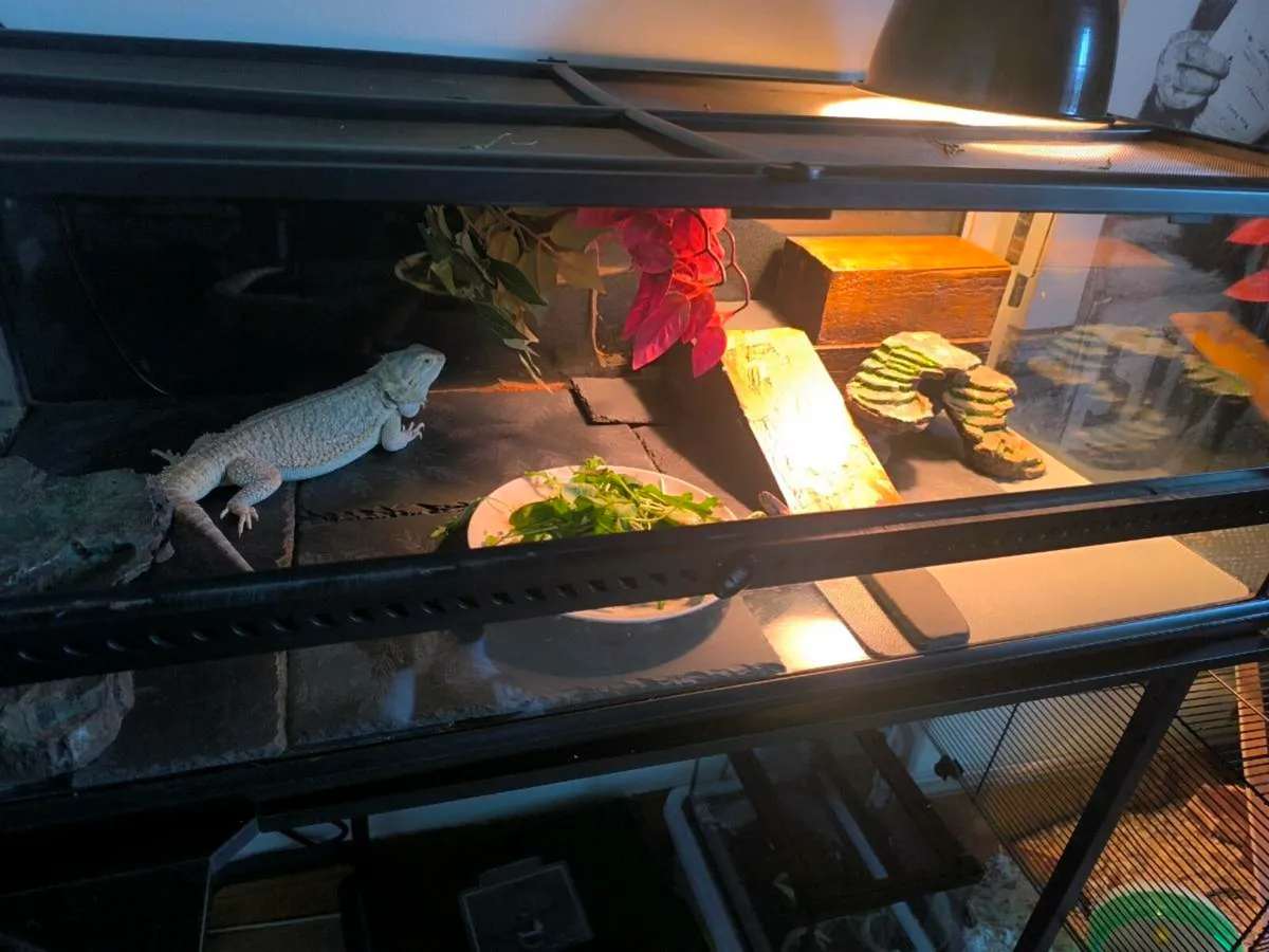 Bearded dragon + Exo Terra Tank - Image 3