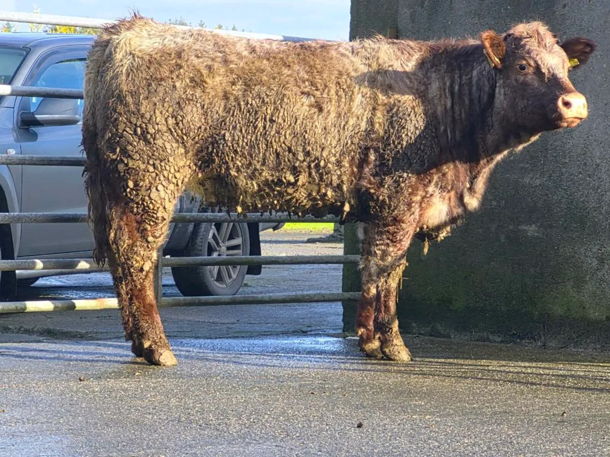 🌟 Super Saler Heifer 🌟 - Image 3