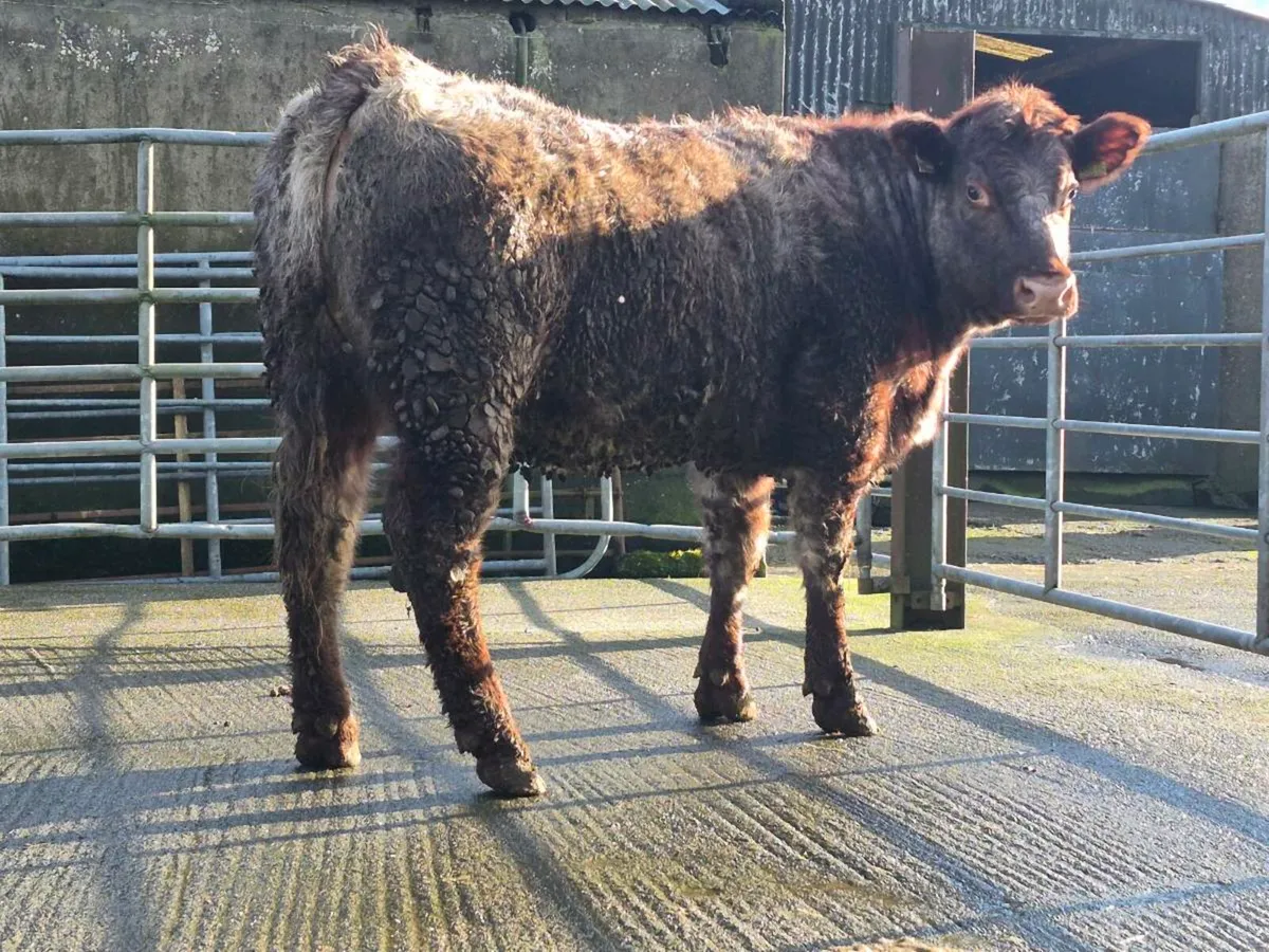 🌟 Super Saler Heifer 🌟 - Image 4