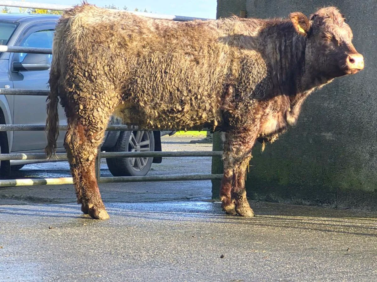 🌟 Super Saler Heifer 🌟 - Image 1