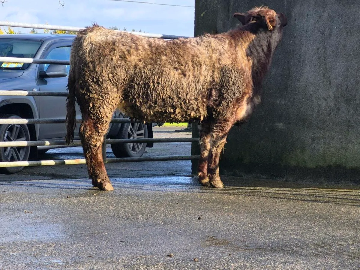 🌟 Super Saler Heifer 🌟 - Image 2