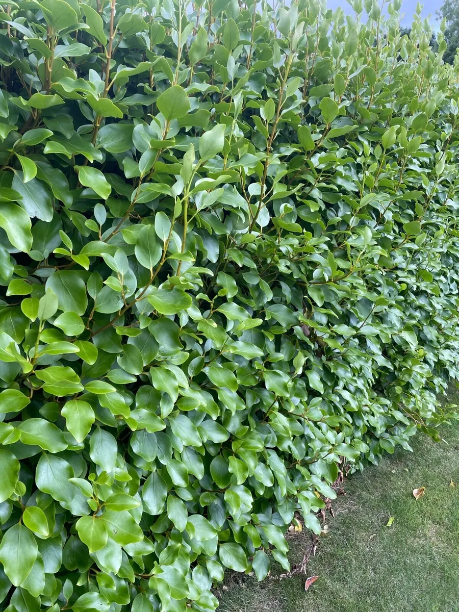 Griselinia (mature) - Image 1