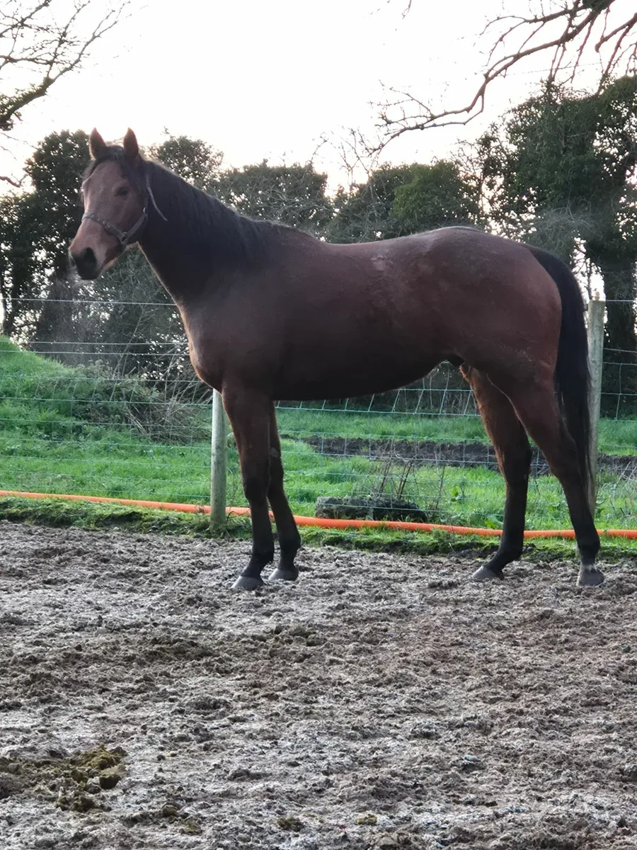 Approx 16.1 Gelding 5yr old - Image 1
