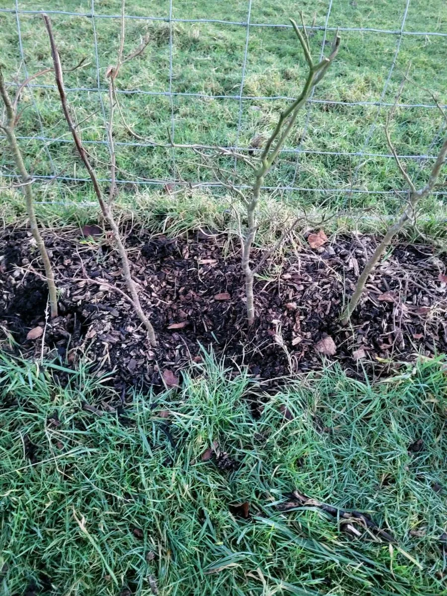 Gardening and tree work - Image 1