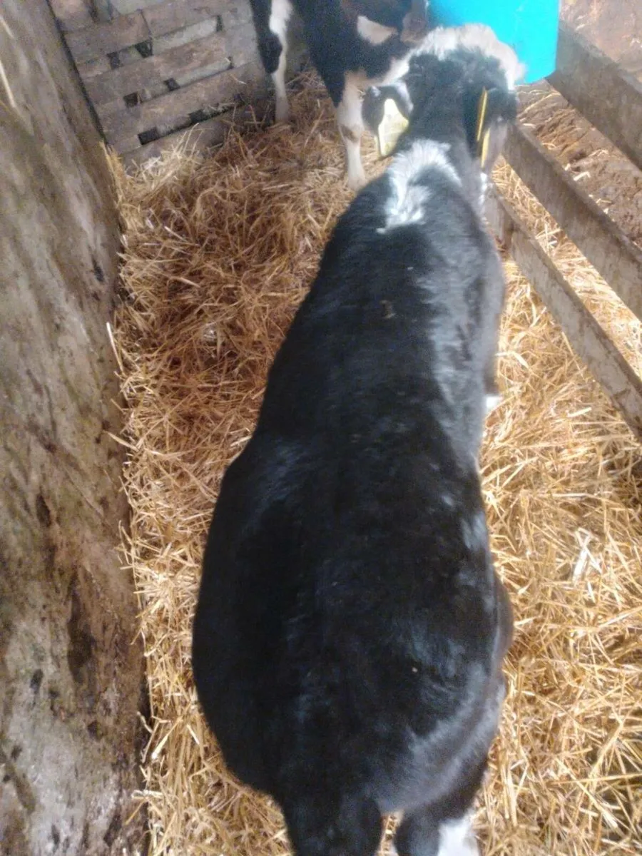 6 Quality calfs - Image 4