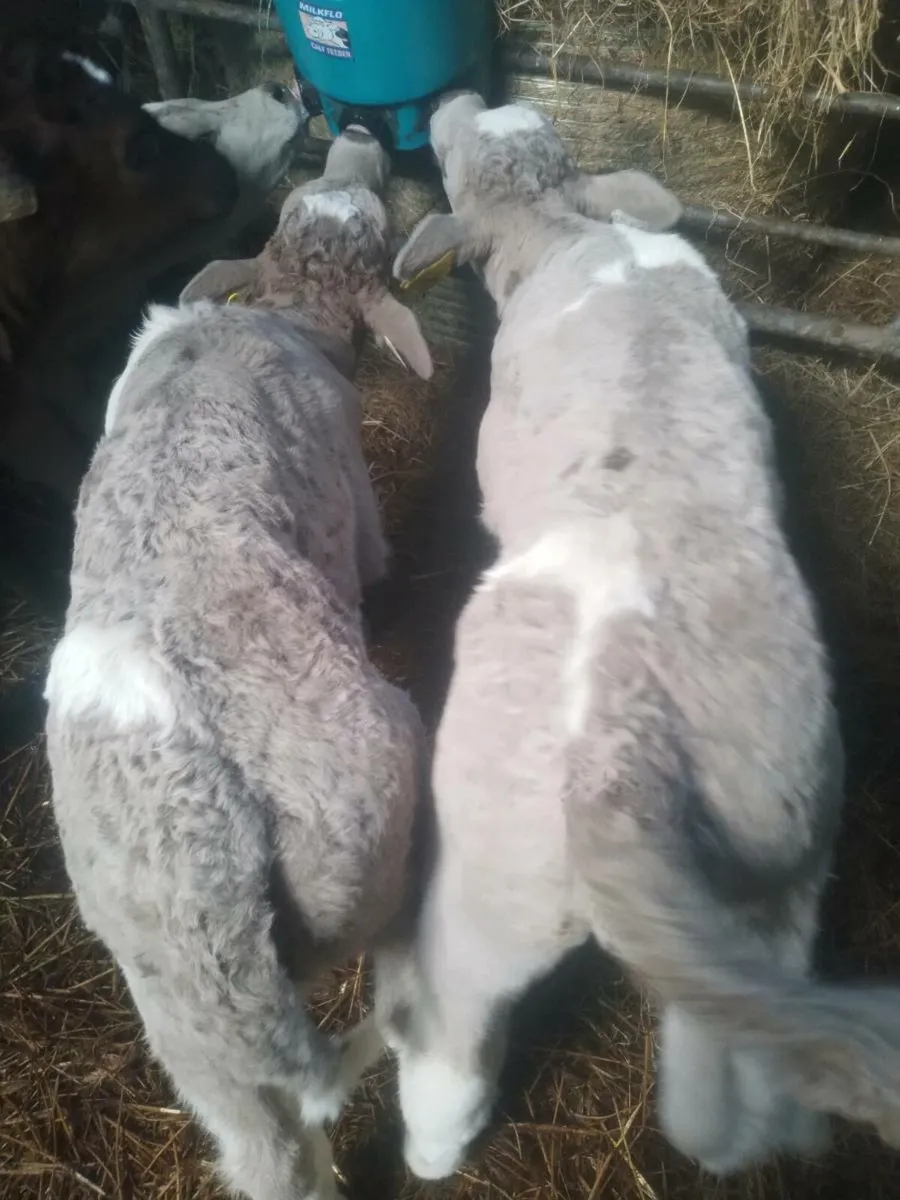 6 Quality calfs - Image 2