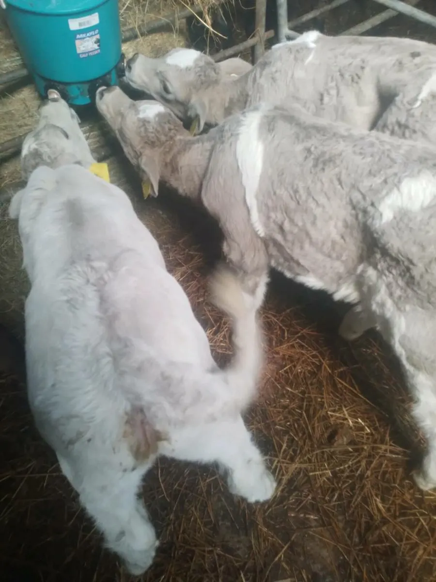 6 Quality calfs - Image 3