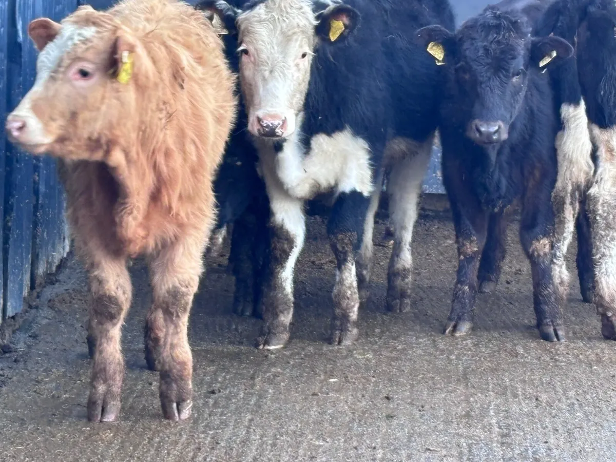 6 weanling heifers for sale @€1125 - Image 1