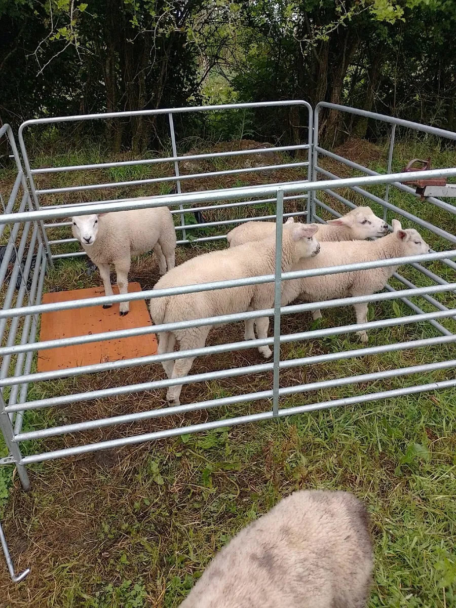 Round cattle feeder for sale €120 - Image 2