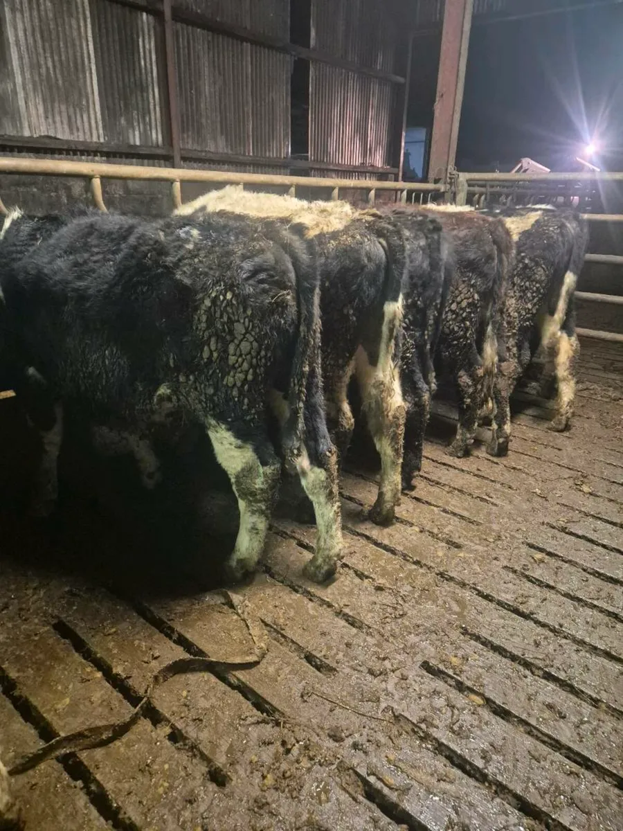 Whitehead aa and fr cattle - Image 3