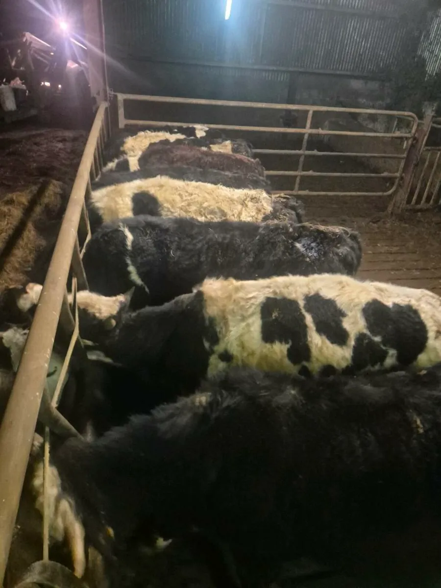 Whitehead aa and fr cattle - Image 1