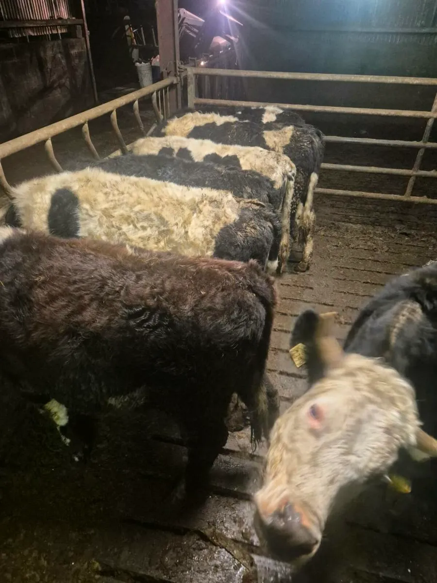 Whitehead aa and fr cattle - Image 2