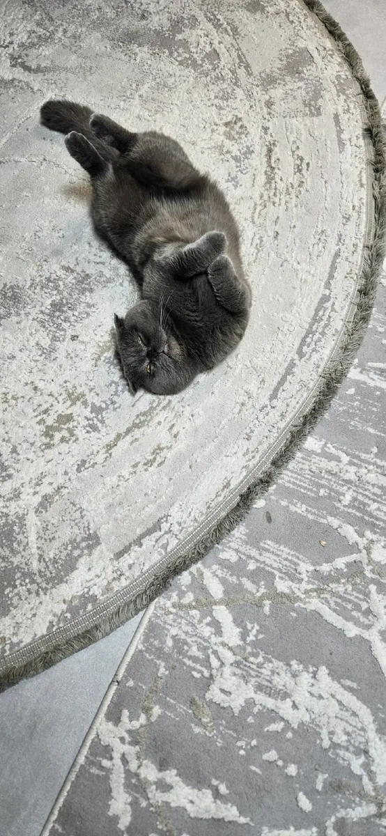 Cat🐈 Scottish fold - Image 1