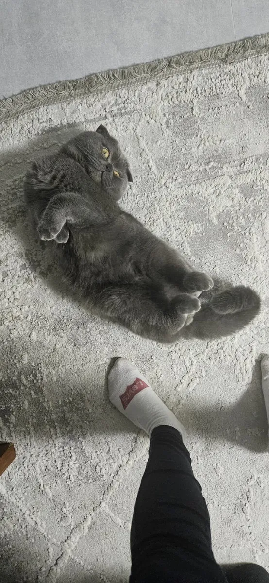 Cat🐈 Scottish fold - Image 2
