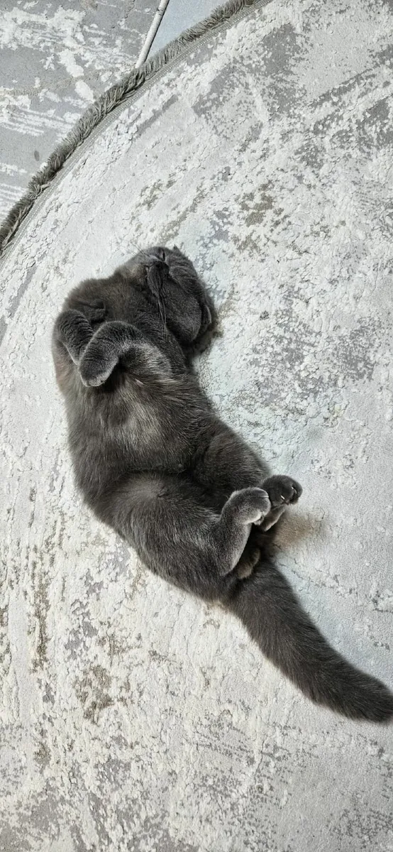 Cat🐈 Scottish fold - Image 3